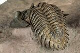 Exceptional Metacanthina Trilobite - Lghaft, Morocco #339497-4
